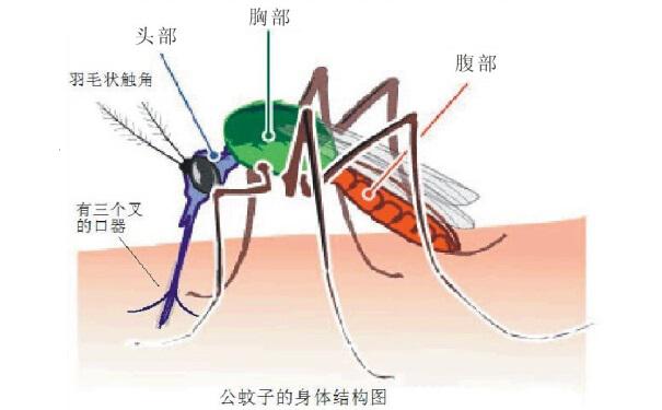  到底誰(shuí)更招蚊子？千年?duì)幷摻K于有答案了,郁康