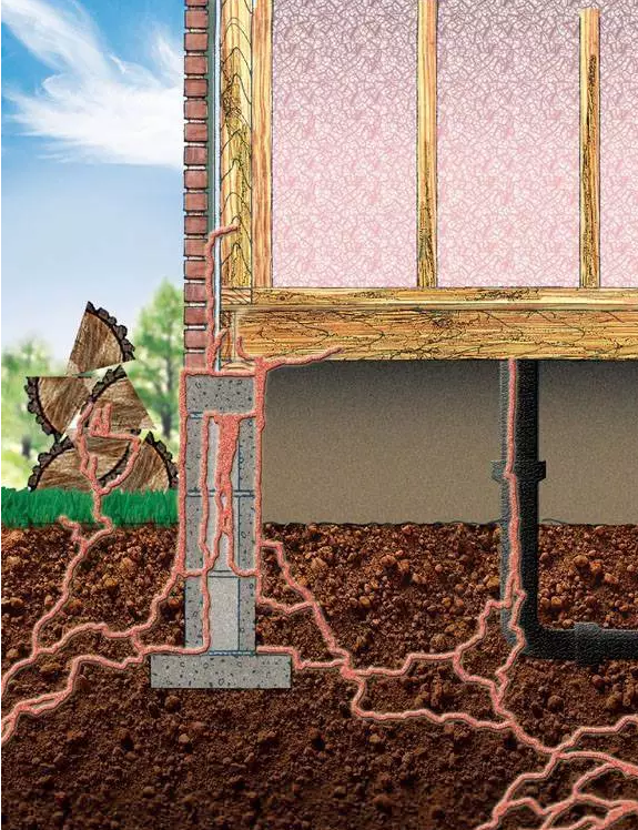  白蟻季節(jié)來臨，預(yù)防小貼士,郁康